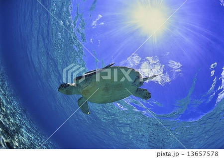 ビーチで泳ぐウミガメと太陽 13657578