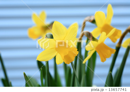 水仙の花 水仙の花 13657741
