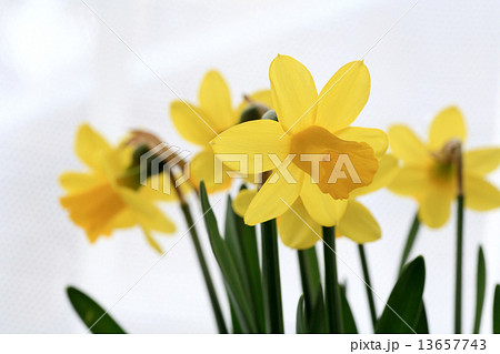 水仙の花 水仙の花 13657743