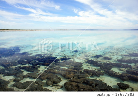 シャーク湾（オーストラリア） 13657882