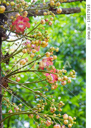 Cannonball tree 13657916