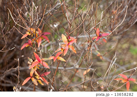 紅葉した枯れ木の写真素材 [13658282] - PIXTA