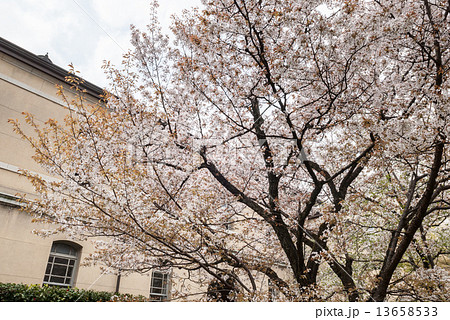 京都府庁旧本館 容保桜 京都府庁旧本館 容保桜 13658533