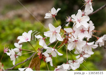 京都府庁旧本館 容保桜 京都府庁旧本館 容保桜 13658535