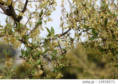 ビックリグミの花と蕾の写真素材