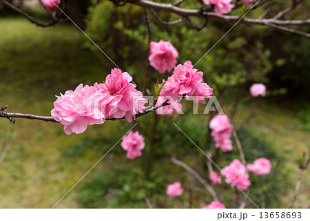 旧本館の建物に四方を囲われた中庭で咲き誇る6本の桜。４月に観桜祭が開かれます。 13658693