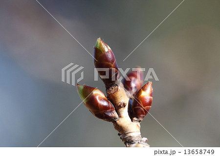 自然　植物　カワヅザクラ、河津桜の冬芽。光沢のある赤褐色に少し緑色が見え始めました　 13658749