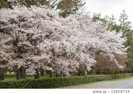 京都御苑　桜 13658754