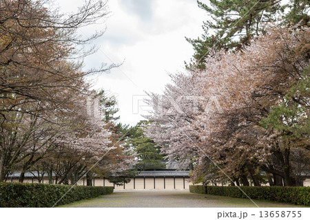 京都御苑 桜 京都御苑 桜 13658755