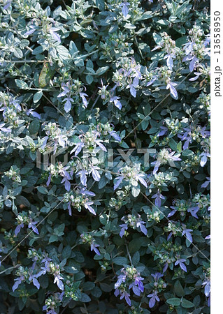 ツリージャーマンダー クリオネと呼ばれています。 ツリージャーマンダー クリオネと呼ばれています。 13658950