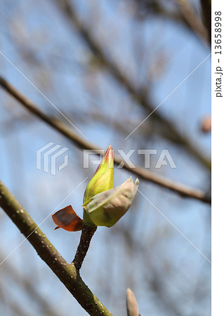ホオノキの芽吹き 13658998