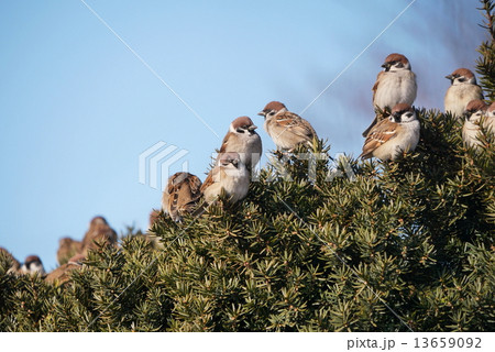 スズメ 13659092
