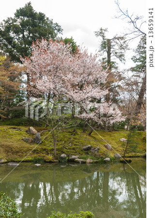 仙洞御所　北池の桜 13659141