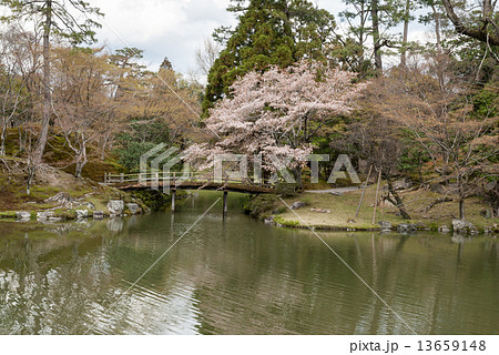 仙洞御所　紅葉橋と桜 13659148