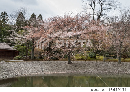 仙洞御所 桜の馬場 仙洞御所 桜の馬場 13659151