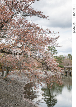 仙洞御所　桜の馬場 13659156