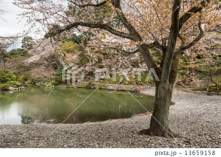 仙洞御所 桜の馬場 仙洞御所 桜の馬場 13659158