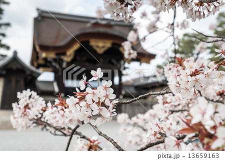 京都御苑 桜と宜秋門 京都御苑 桜と宜秋門 13659163