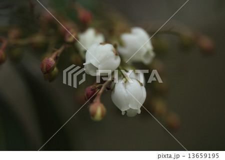 自然　植物　アセビ、漢字で馬酔木。きれいな花を沢山つけますが有毒植物。葉を煎じて殺虫剤を作るそうです 13659195
