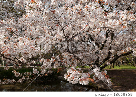 京都御苑　出水の小川の桜 13659359