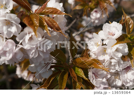 京都御苑 車返桜 京都御苑 車返桜 13659364