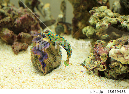 海水魚 海水魚 13659488