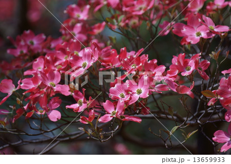 赤い花水木　花言葉は「華やかな恋」 13659933