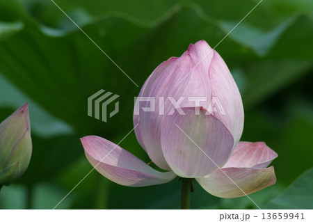 蓮 蓮 13659941