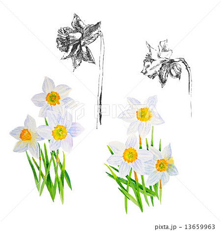 Background with Narcissuses 13659963