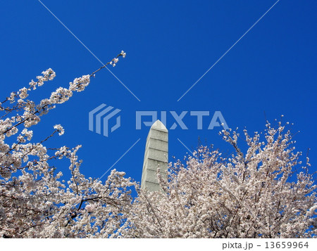桜とオベリスク 13659964