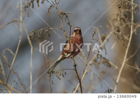 ベニマシコ ベニマシコ 13660049