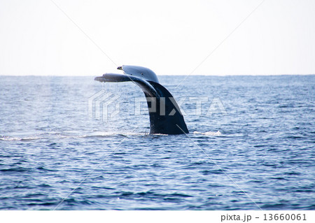 ザトウクジラ 13660061