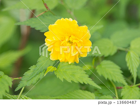 山吹 山吹 13660487