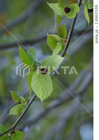 ハンカチの木 蕾は茶色い粒々部分、もうすぐ苞葉が白くなります。 ハンカチの木 蕾は茶色い粒々部分、もうすぐ苞葉が白くなります。 13660599