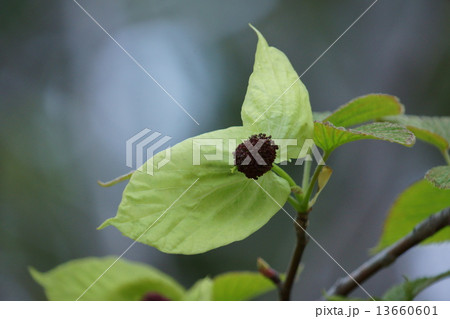ハンカチの木　蕾は茶色い粒々部分、もうすぐ苞葉が白くなります。 13660601