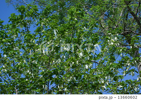 ハンカチの木　花が咲き苞葉も白くなりました。 13660602