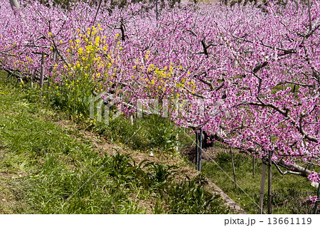 桃の花 13661119