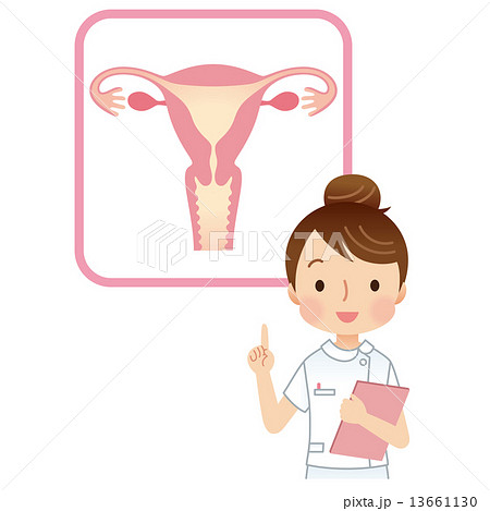 子宮 女性のからだ 看護師 子宮 女性のからだ 看護師 13661130