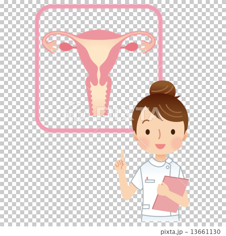 子宮 女性のからだ 看護師 子宮 女性のからだ 看護師 13661130