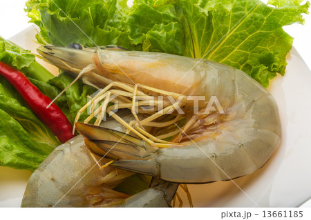 Tiger prawn Tiger prawn 13661185