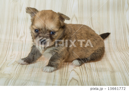Chihuahua puppy 13661772