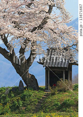 小沢の桜 13671667