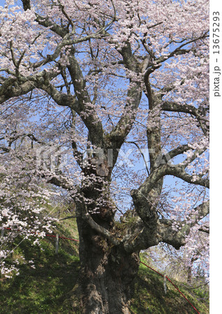 是哉寺地蔵桜 13675293