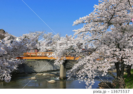 大滝根河畔の桜並木 13675537