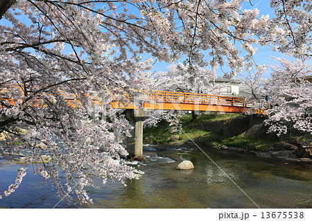 大滝根河畔の桜並木 13675538