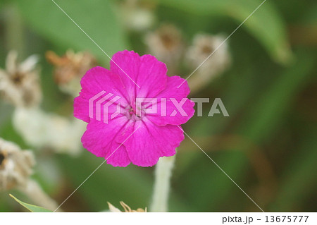 スイセンノウ 13675777