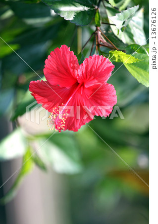 Red hibiscus flower. Red hibiscus flower. 13676126