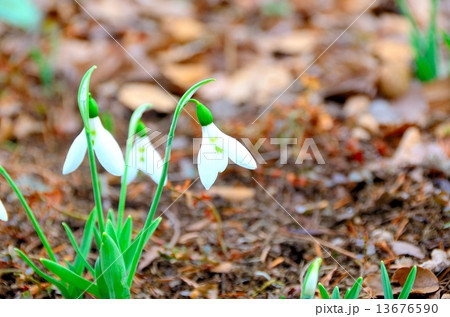 スノードロップ 13676590