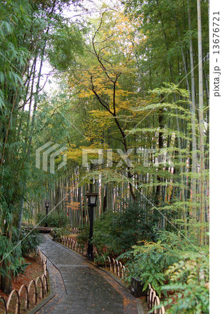 修善寺の竹林 13676721