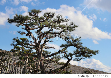 御城番屋敷 松の大木 御城番屋敷 松の大木 13676749